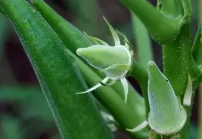 盆栽秋葵一般要多大的盆？怎么种？种植方法难吗？