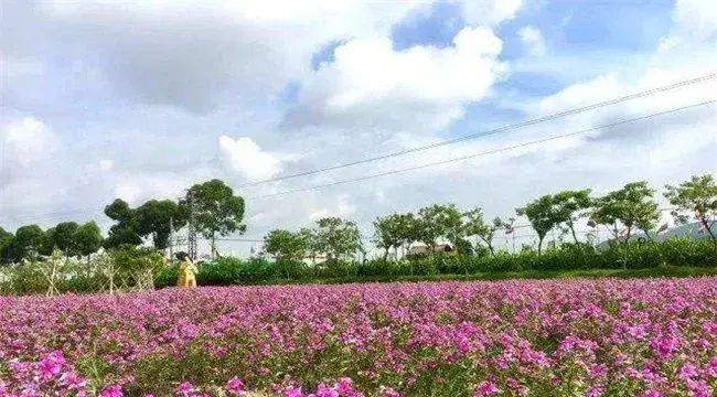 长春花的施肥方法