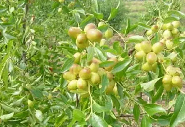 鲜枣种植常见病虫害及防治措施介绍