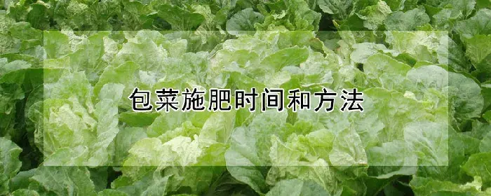 包菜施肥时间和方法