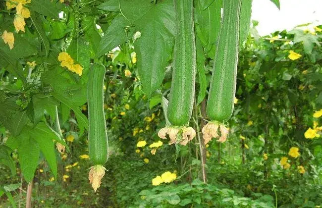 丝瓜白粉病为害症状及防治和治疗办法