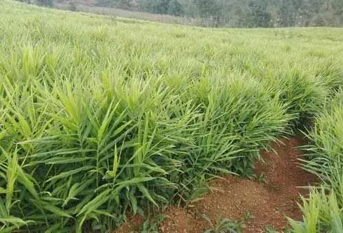 黄姜栽培种植的田间管理及收获加工技术