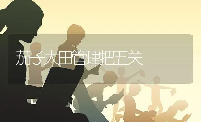 茄子大田管理把五关 | 蔬菜种植