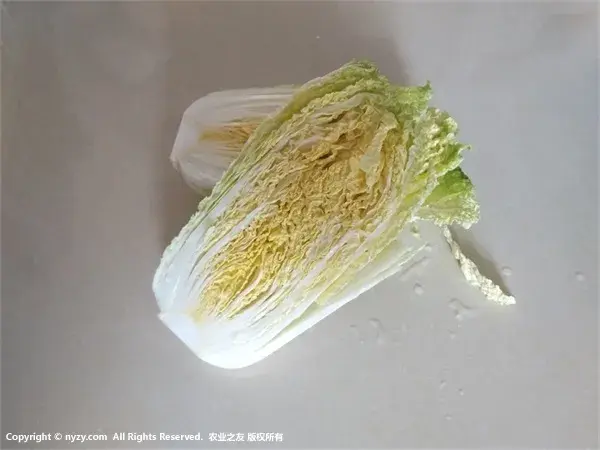 用唐王的白菜 做首尔的泡菜