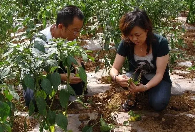 辣椒重要病虫害的防治和治疗技术大全