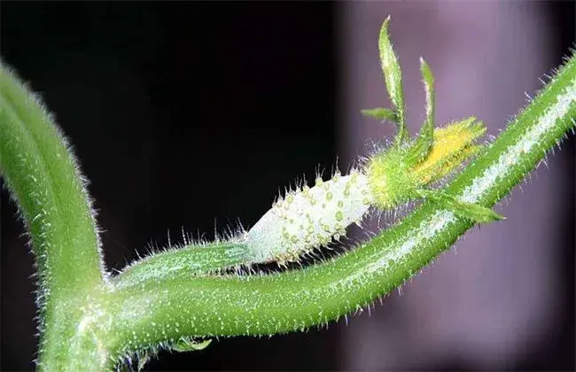 黄瓜只开花不结果怎么办