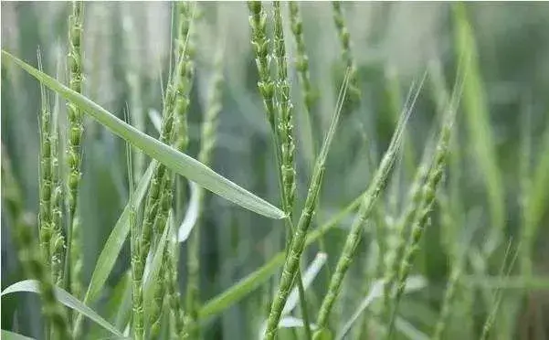 节节麦难防治和治疗，甲基二磺隆咋用成效好？