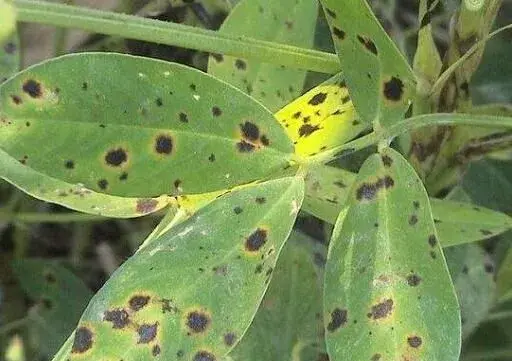 花生叶斑病二种防治和治疗办法