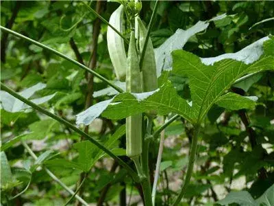 秋葵高效田间管理方法及病虫害防治技术