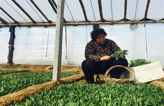 野菜栽培前景怎样