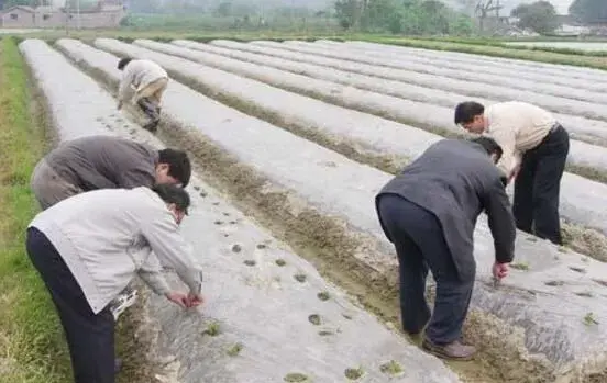 春花生什么时候栽培,如何种好地膜花生？