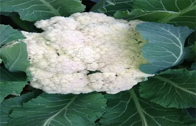 菜花千里雪栽培技术