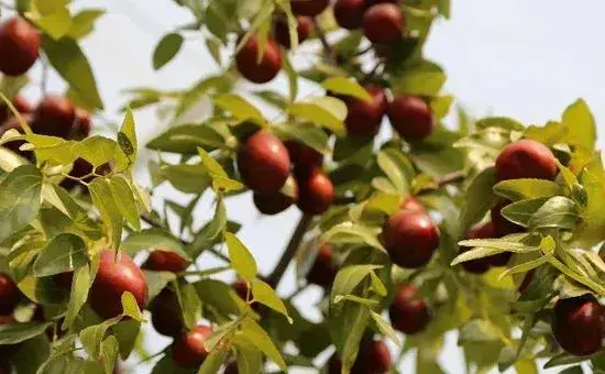 种植高产枣树的施肥技术介绍