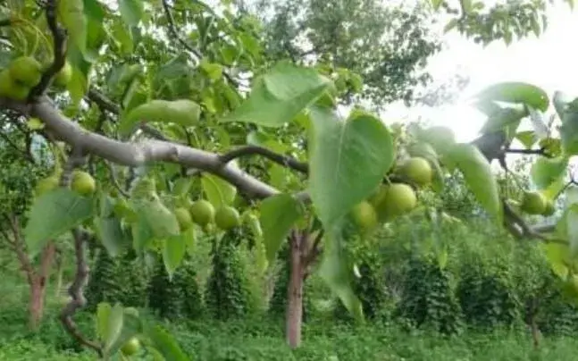 夏天暴雨频发，怎么管理好果园？