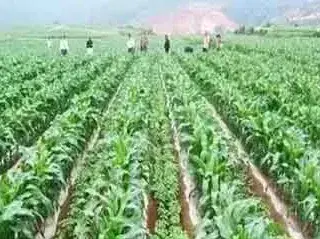 蔬菜重茬病害防治技术介绍