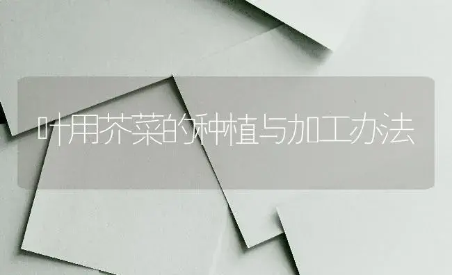 夏玉米科学去雄能增 | 蔬菜种植