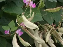 多层覆盖扁豆种植技术