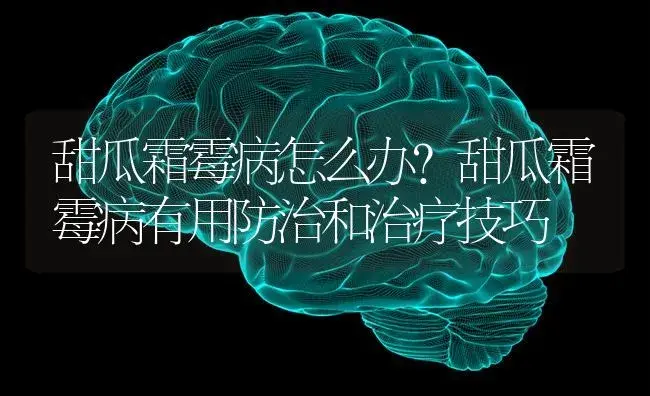 甜瓜霜霉病怎么办？甜瓜霜霉病有用防治和治疗技巧 | 蔬菜种植