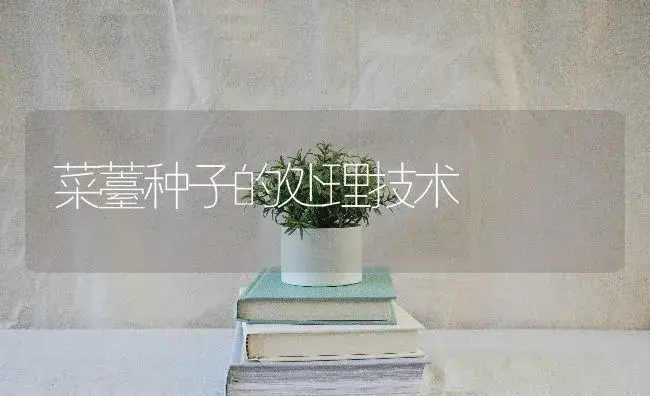 菜薹种子的处理技术 | 蔬菜种植