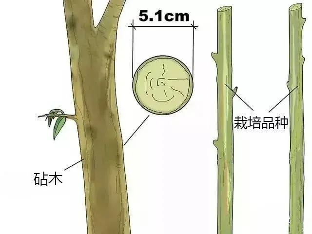 果树嫁接原来如此简单！果树嫁接的办法和步骤