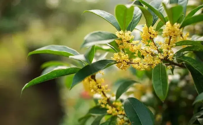 桂花有哪些病害种类及防治指南