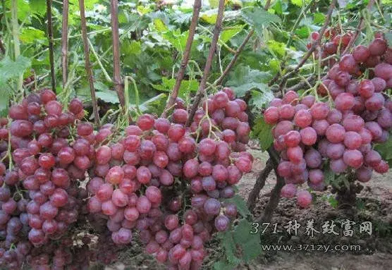 巨峰葡萄的栽培时间及种植技术要点