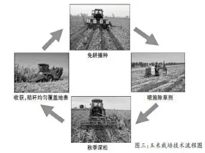 玉米秸秆全覆盖免耕种植技术要点及流程