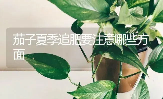 茄子夏季追肥要注意哪些方面 | 蔬菜种植