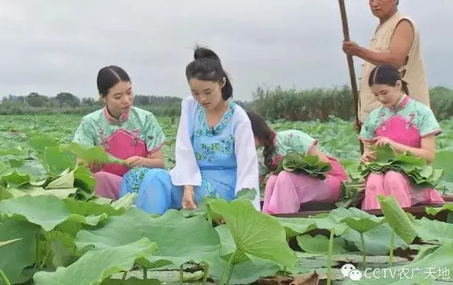 淮阳荷花和黄花菜，一池清河绿满地黄花香！