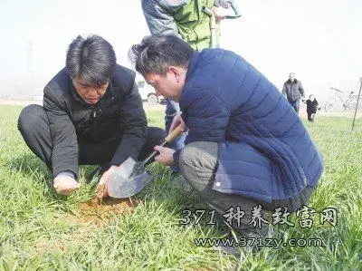 2017年河南省农业厅制定年春天小麦麦田管理技术意见