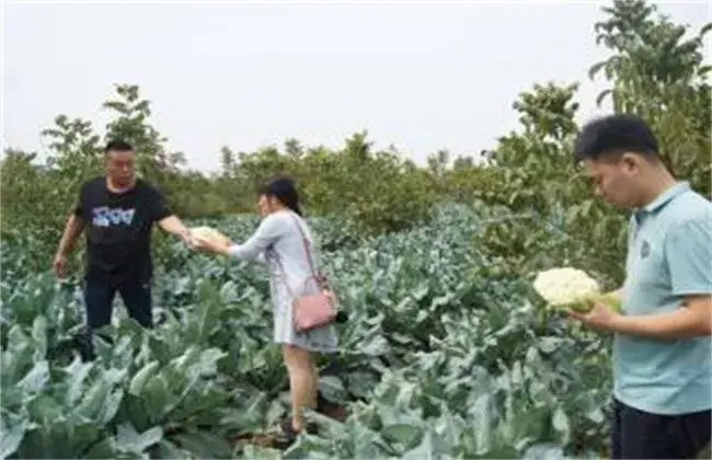 花椰菜的施肥技术