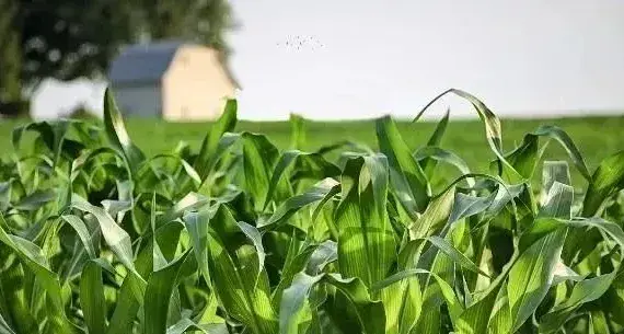 玉米要怎样除草？玉米除草有药物吗