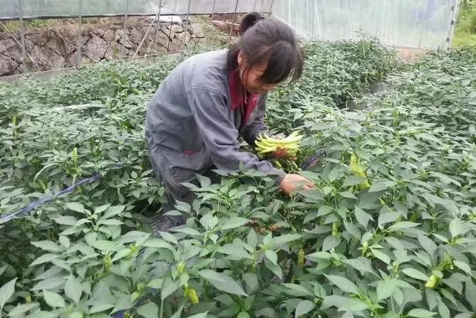 白辣椒设施种植技术