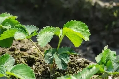 草莓移栽的最佳时间及栽种前的堤防事项