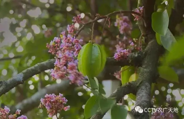 大果甜杨桃一号种植技术