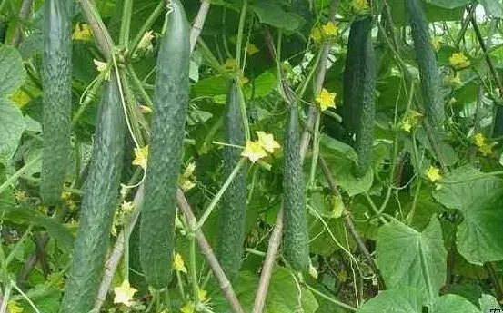 越冬茬黄瓜种植获取高产的四个主要环节