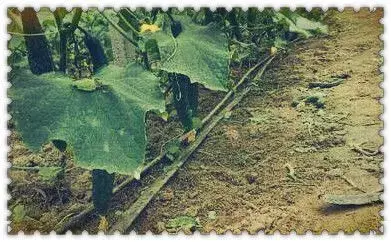 葫芦科攀援草本植物黄瓜植株调整方法