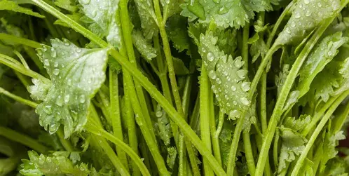 露天香菜地用什么除草剂较好？