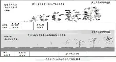 一文读懂锄草剂药害 学会应对之策