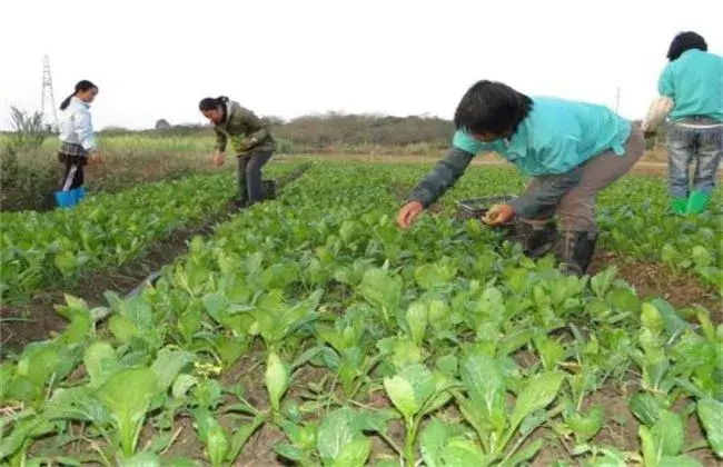 菜心育苗技术