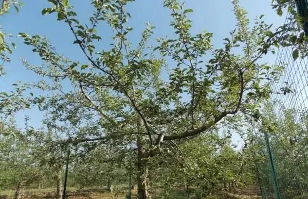 苹果疏果定果有学问，巧留果才能增效益！