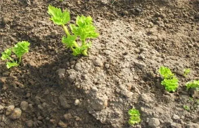 芹菜越冬种植管理技术