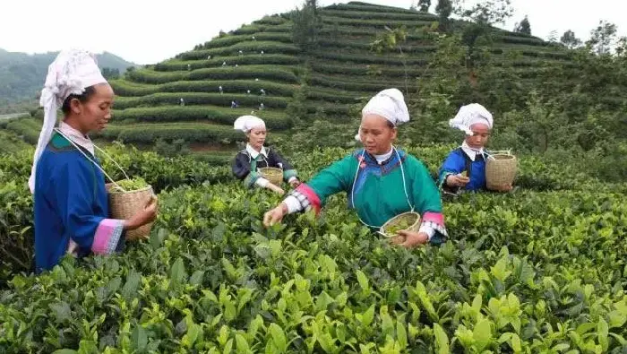 贵州晴隆绿茶栽培和肉羊养殖探秘