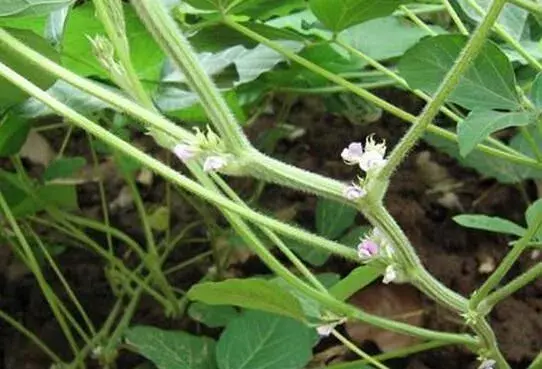 大豆落花落荚的 因素及预防