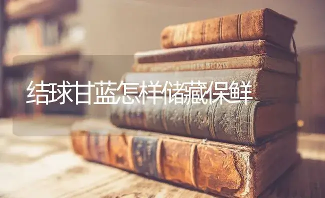 结球甘蓝怎样储藏保鲜 | 蔬菜种植