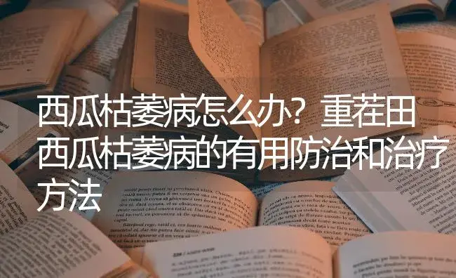 西瓜枯萎病怎么办？重茬田西瓜枯萎病的有用防治和治疗方法 | 蔬菜种植