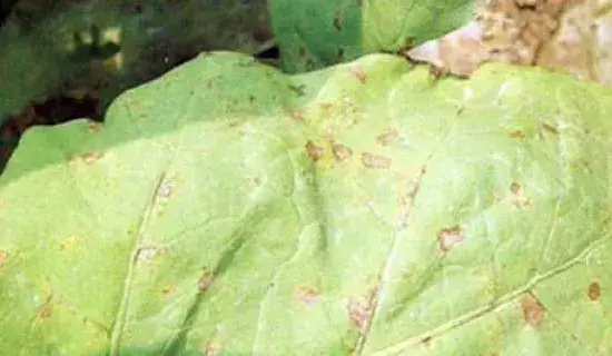 茄子赤星病症状及防治措施