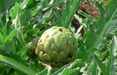 朝鲜蓟的种植技术及病虫害防治介绍