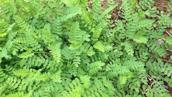 黄芪种植条件，要求土壤肥沃且排水性好