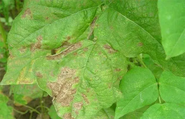 芸豆的病虫害防治和治疗办法